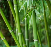 Bamboo Storage Furniture
