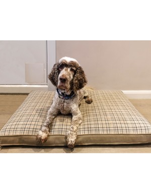 Dylan waiting for his tea on the Dog futon bed